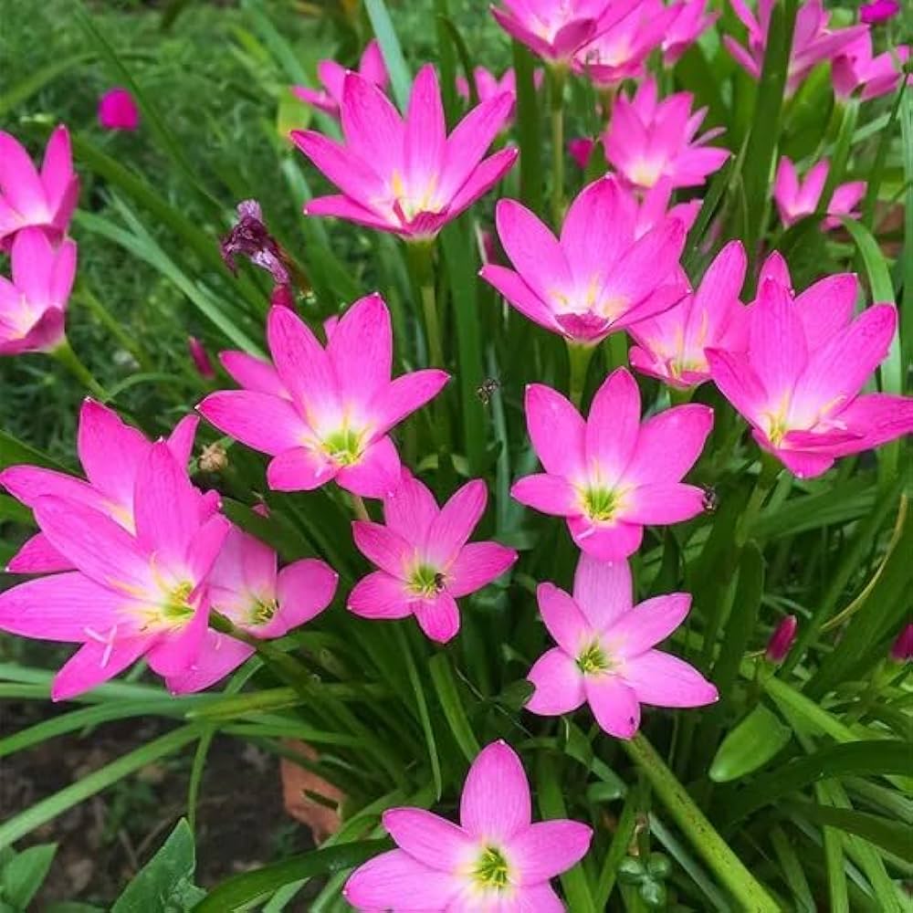 Zephyranthes Flower seeds for Planting - Cut Flower Favorite, Heirloom & GMO Free Seeds for Home Garden