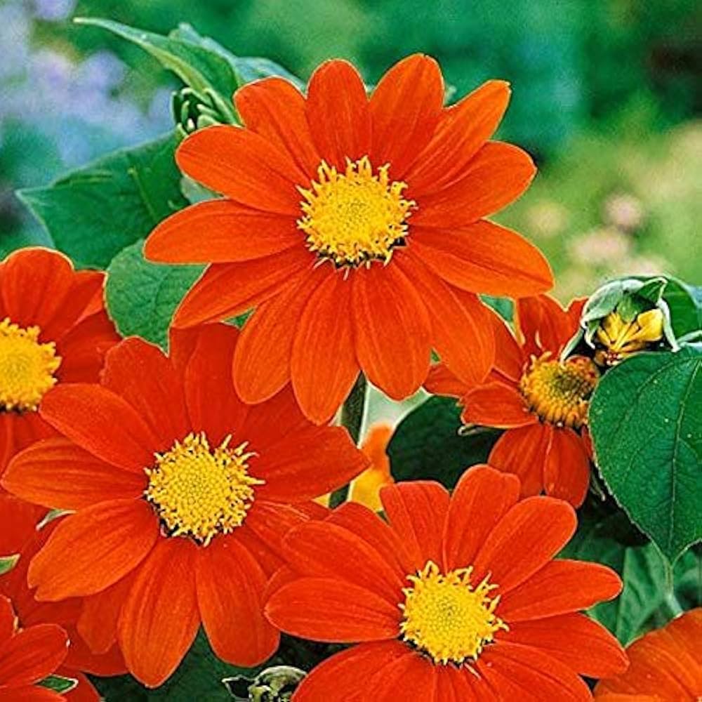 Mexican Red Sunflower Tithonia rotundifolia Seeds for Planting pollinator patch wild garden