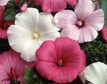 Mixed Rose Mallow Flower seeds blooming in flower beds, containers, borders, and pollinator-friendly gardens