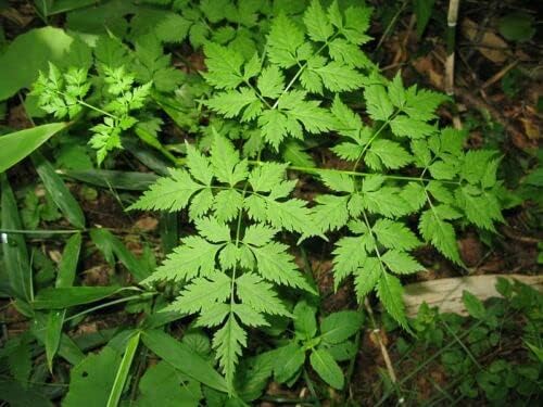 Ginseng Dong Quai Chinese Angelica Seeds for Medicinal Herb
