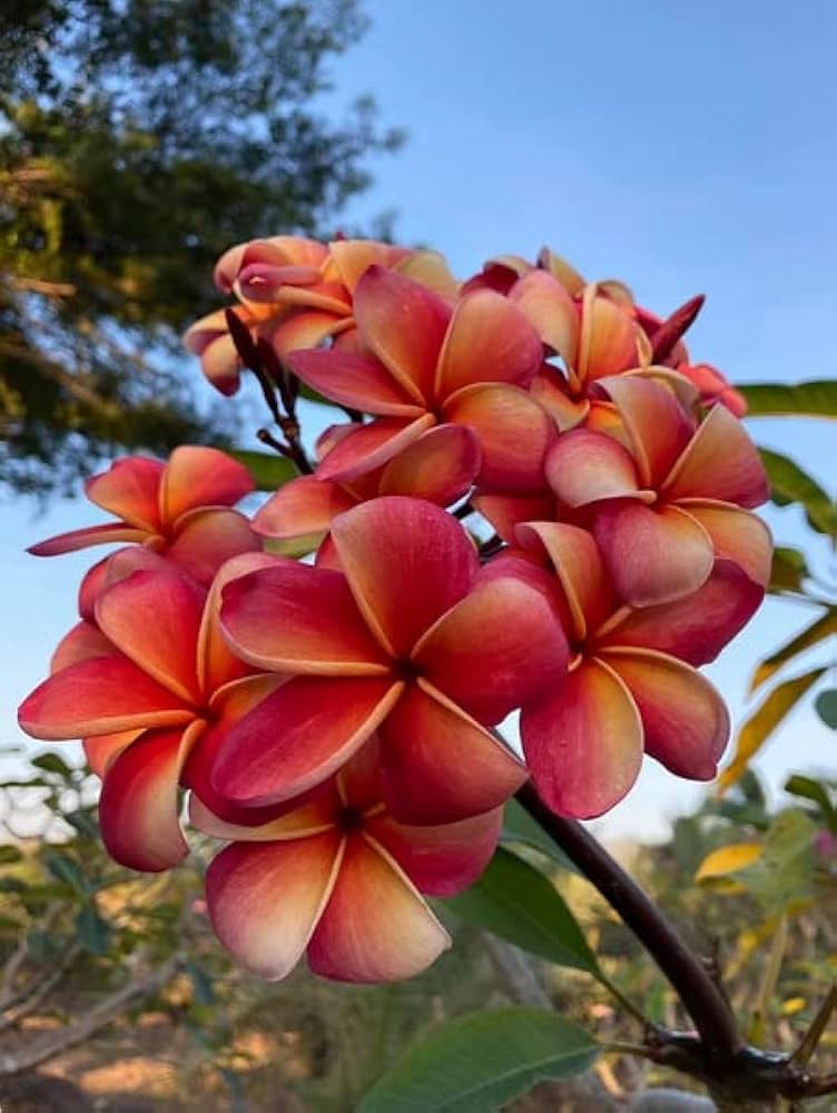 Rubra Flower seeds for Planting - Premium Quality, Heirloom & GMO Free Seeds for Home Garden
Sale seeds for home garden