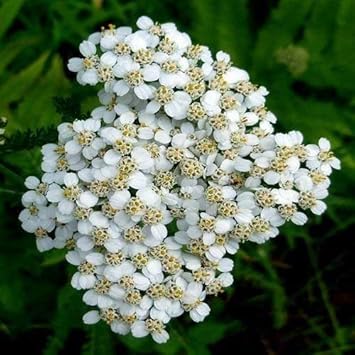 White Yarrow Flower seeds for Planting - Hardy Variety, Heirloom & GMO Free Seeds for Home Garden
Sale seeds for home garden