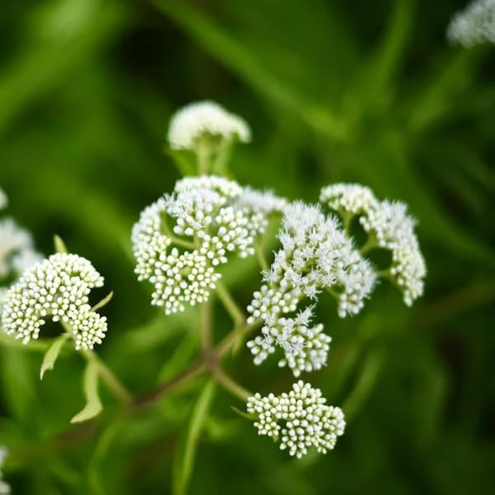 White Eupatorium Perfoliatum Flower seeds for Planting - Vibrant Colors, Heirloom & GMO Free Seeds for Home Garden