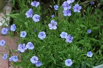 Blue Viscaria Flower seeds for Planting - Fragrant Blossoms, Heirloom & GMO Free Seeds for Home Garden
Sale for planting in home garden.