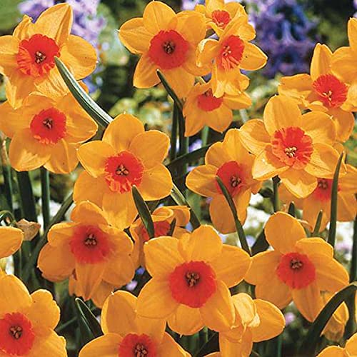 Daffodils Flower Seeds for Planting Bright Orange & Yellow Perennials