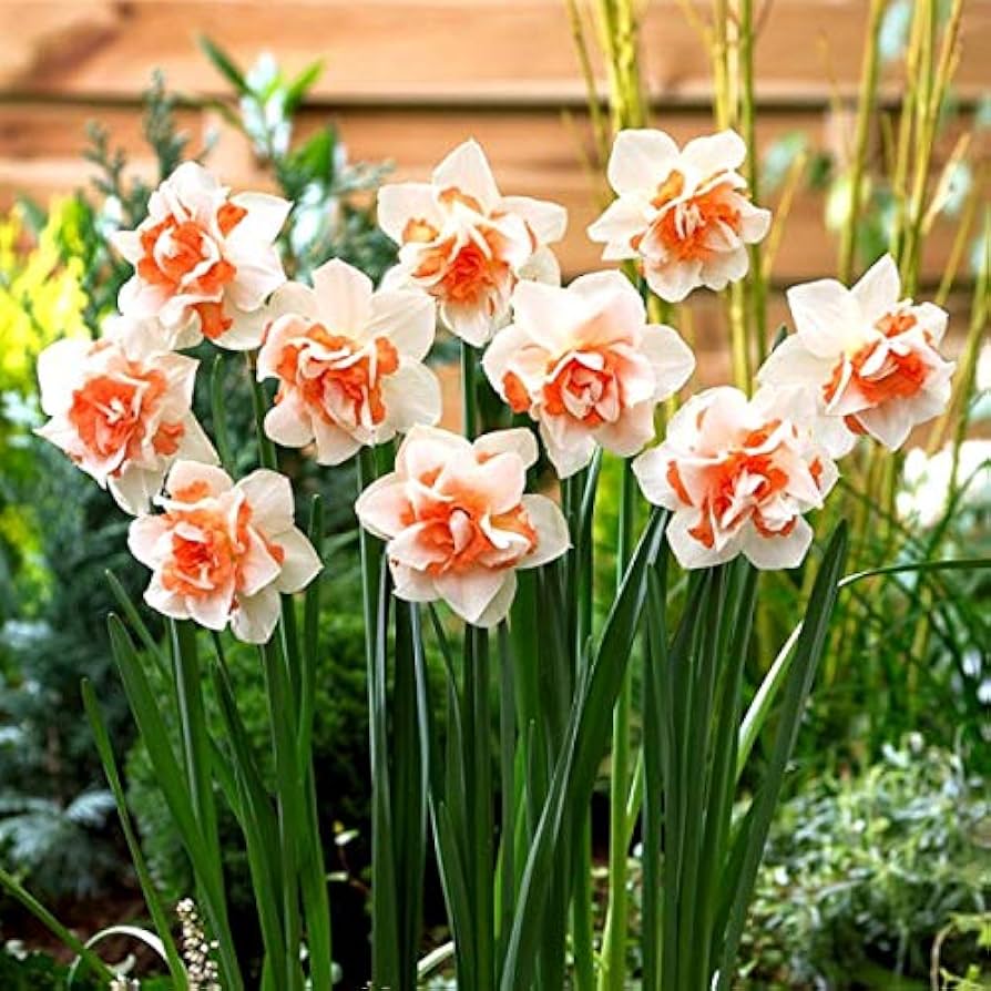 Narciso Flower seeds blooming in flower beds, containers, borders, and pollinator-friendly gardens