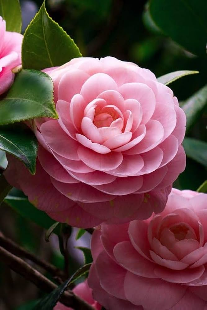 Camellia Flower seeds for Planting Low Maintenance Heirloom & GMO Free Seeds for Home Garden