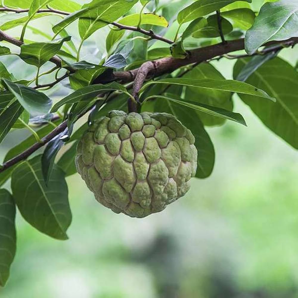 Annona Annona squamosa Fruit Seeds for Planting