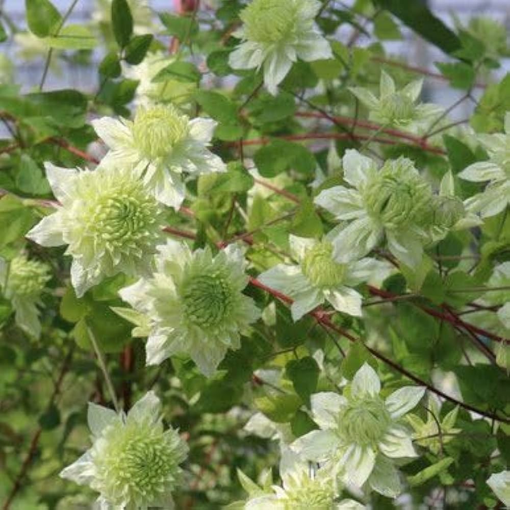 Green Clematis Flower seeds for Planting Vibrant Colors Heirloom & GMO Free Seeds for Home Garden