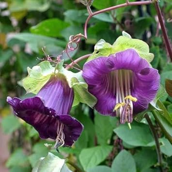Heirloom Cobaea Bells Flower seeds blooming in flower beds, containers, borders, and pollinator-friendly gardens