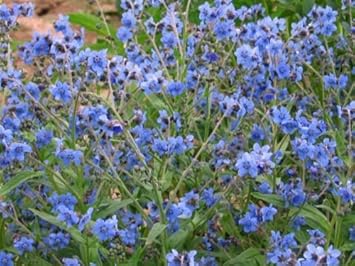 Cynoglossum Flower seeds for Planting - Hardy Variety, Heirloom & GMO Free Seeds for Home Garden
Sale seeds for home garden
