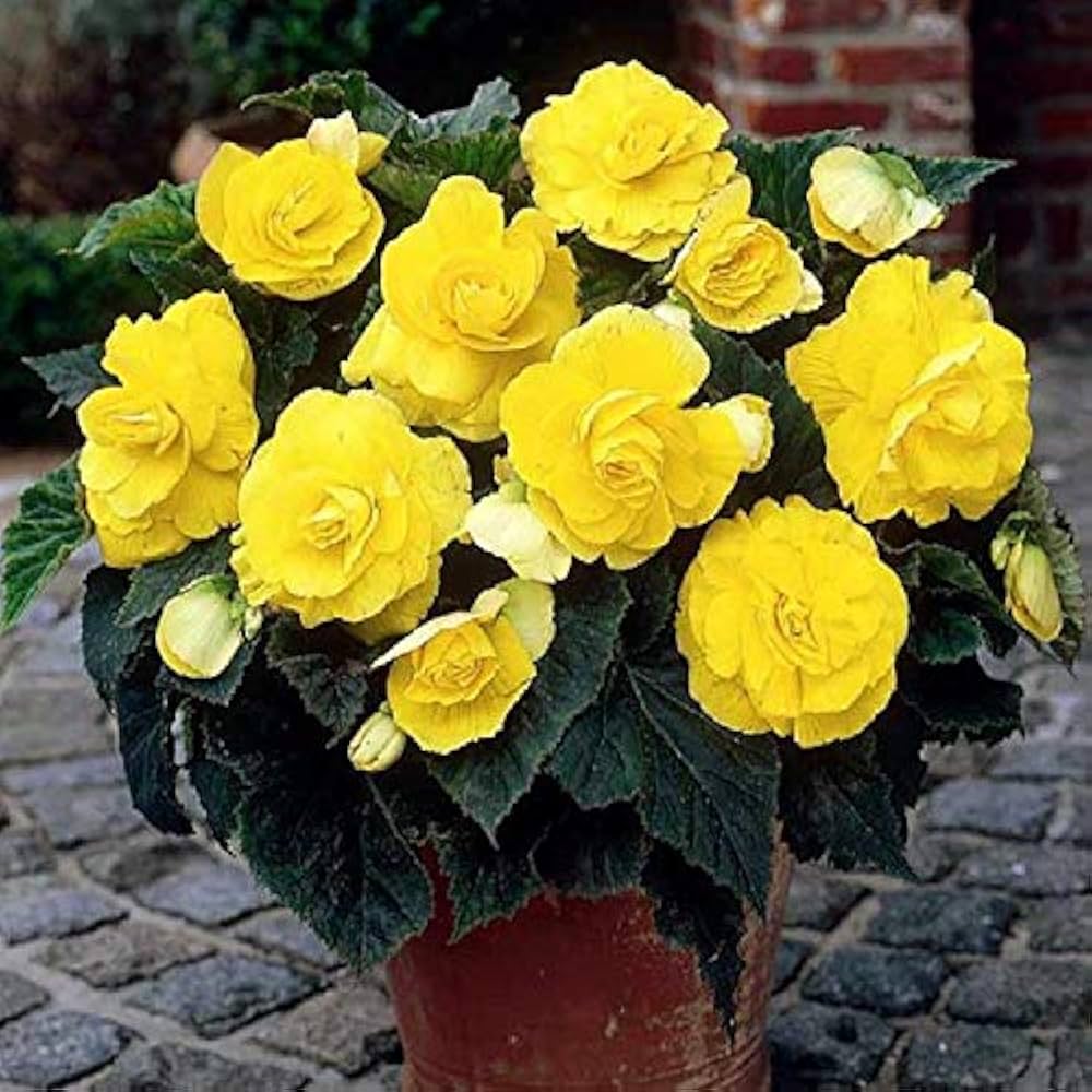 Plant Light Yellow Begonia Flower Seeds Perfect for Your Garden