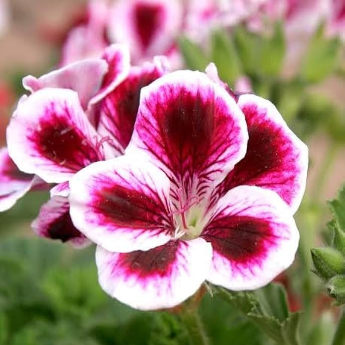 Mini Geranium Pelargonium Zonale Seeds for planting in container garden