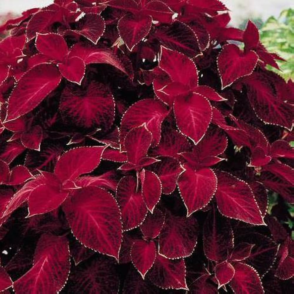 Coleus Jazz Velvet Flower Seeds for Vibrant Planting