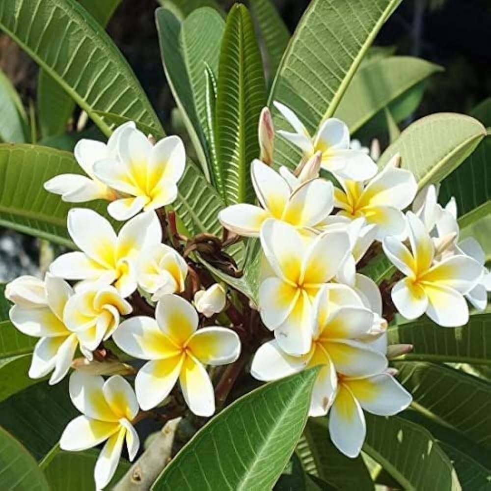Yellow Egg Flower seeds for Planting - Hardy Variety, Heirloom & GMO Free Seeds for Home Garden