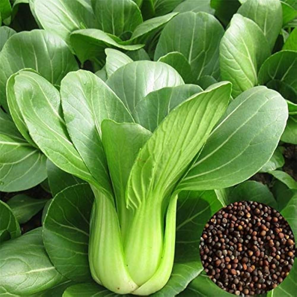 Joi Choi Seeds for Planting Brassica rapa for vegetable patches and home gardens