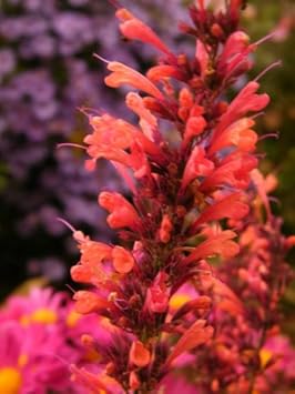 Orange Agastache Flower seeds for Planting - Long Bloom Season, Heirloom & GMO Free Seeds for Home Garden
Sale seeds for home garden