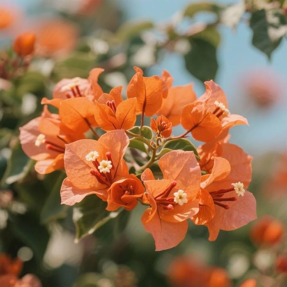 Bougainvillea Orange Flower seeds for Planting - Cottage Garden Essential, Heirloom & GMO Free Seeds for Home Garden