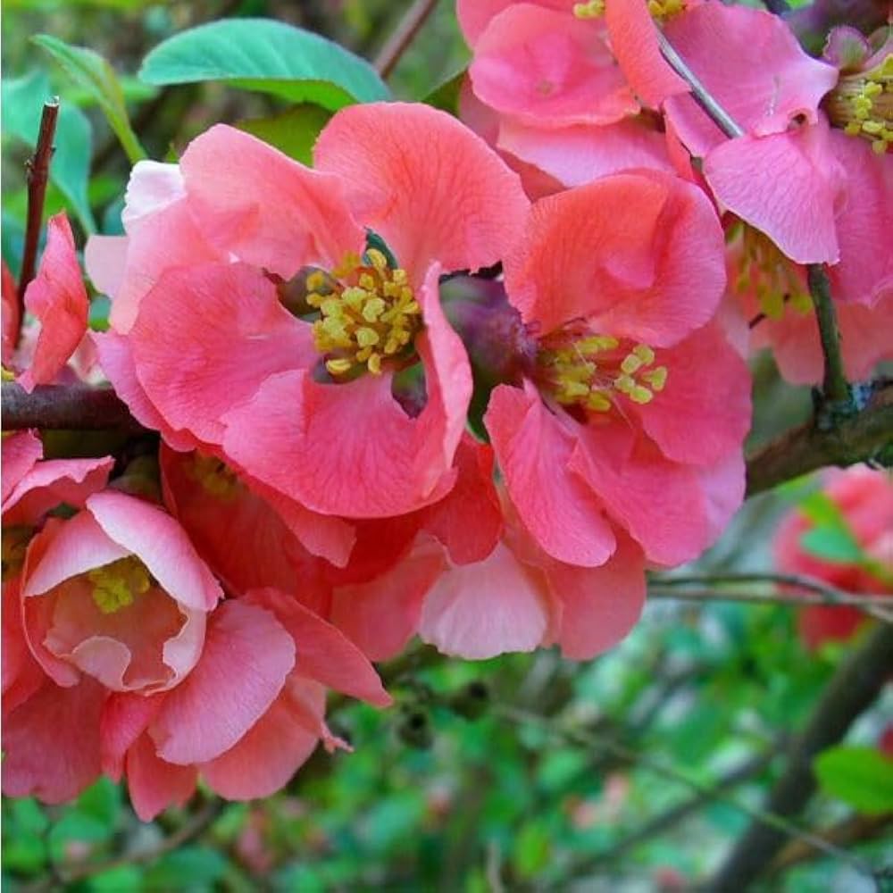 Pink Chaenomeles Flower seeds blooming in flower beds, containers, borders, and pollinator-friendly gardens