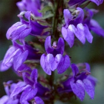 Blue Cardinal Flower seeds for Planting - Fragrant Blossoms, Heirloom & GMO Free Seeds for Home Garden
Sale seeds for planting in home garden