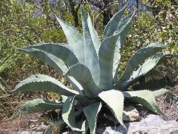 Silver Agave Flower seeds for Planting - Hardy Variety, Heirloom & GMO Free Seeds for Home Garden
Sale seeds for home garden