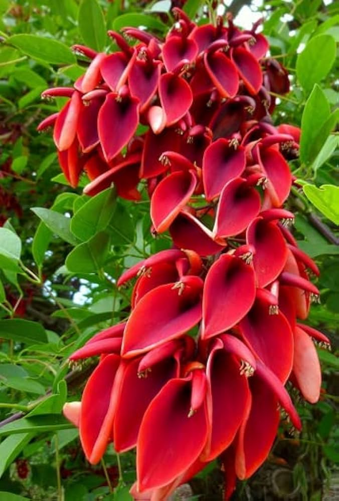 Erythrina Crista Galli Flower Seeds in Orange - Flower seeds for Planting - Easy to Grow, Heirloom & GMO Free Seeds for