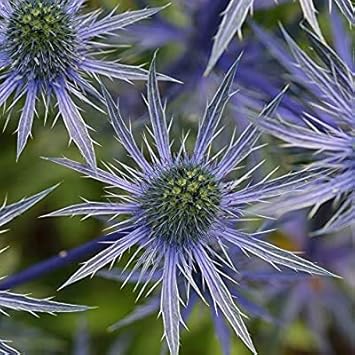 Blue Eryngo (Flat Sea Holly) Flower Seeds – Heirloom Non-GMO, Shade Tolerant for Home Garden
Sale seeds for home garden