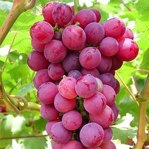 Grow Seedless Grapes: Quality Seeds for Planting