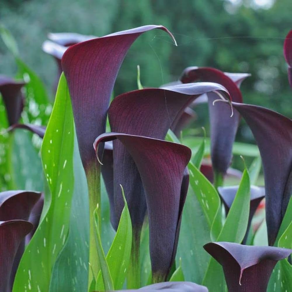 Calla Lily Seeds Zantedeschia for Planting in Flower Bed & Garden
