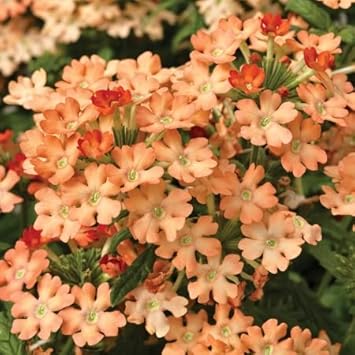 Peach Verbena Didyma Flower seeds blooming in flower beds, containers, borders, and pollinator-friendly gardens