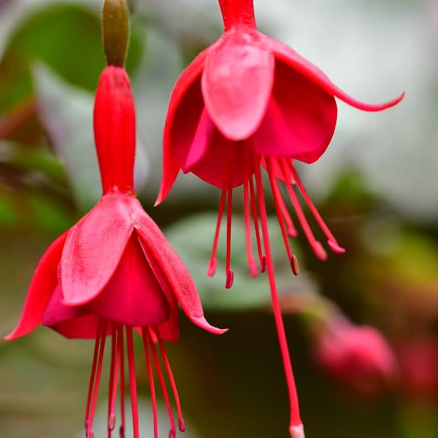 Red Double Petals Fuchsia Seeds for Planting Low Maintenance Heirloom & GMO Free Seeds for Home Garden
Sale