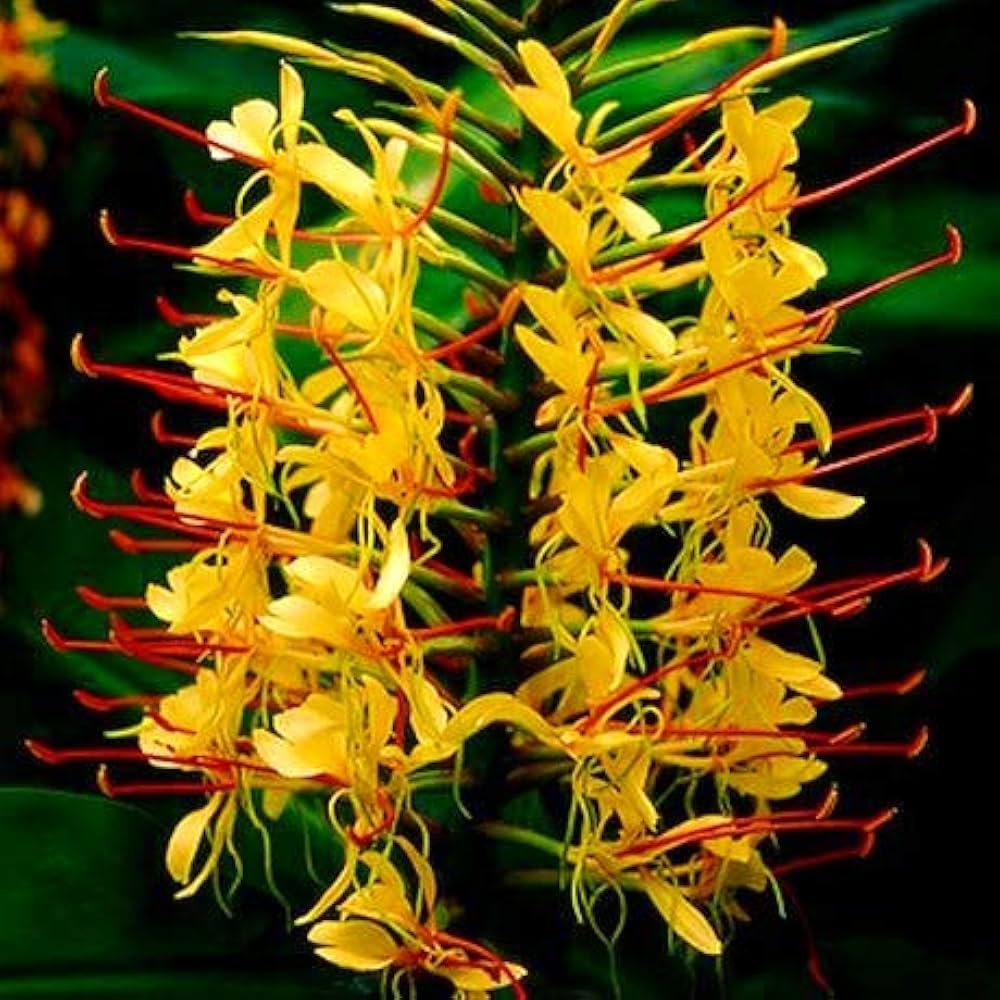 Evergrowseeds Kahili Ginger Lily flower seeds in a pack, featuring vibrant green seed packets with images of blooming Hedychium gardnerianum plants.