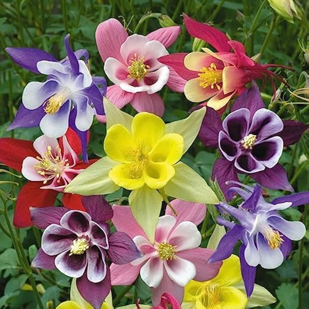 Evergrowseeds Winky Double Mix Columbine flower seeds, 20-pack of planting seeds with colorful Aquilegia blossoms.