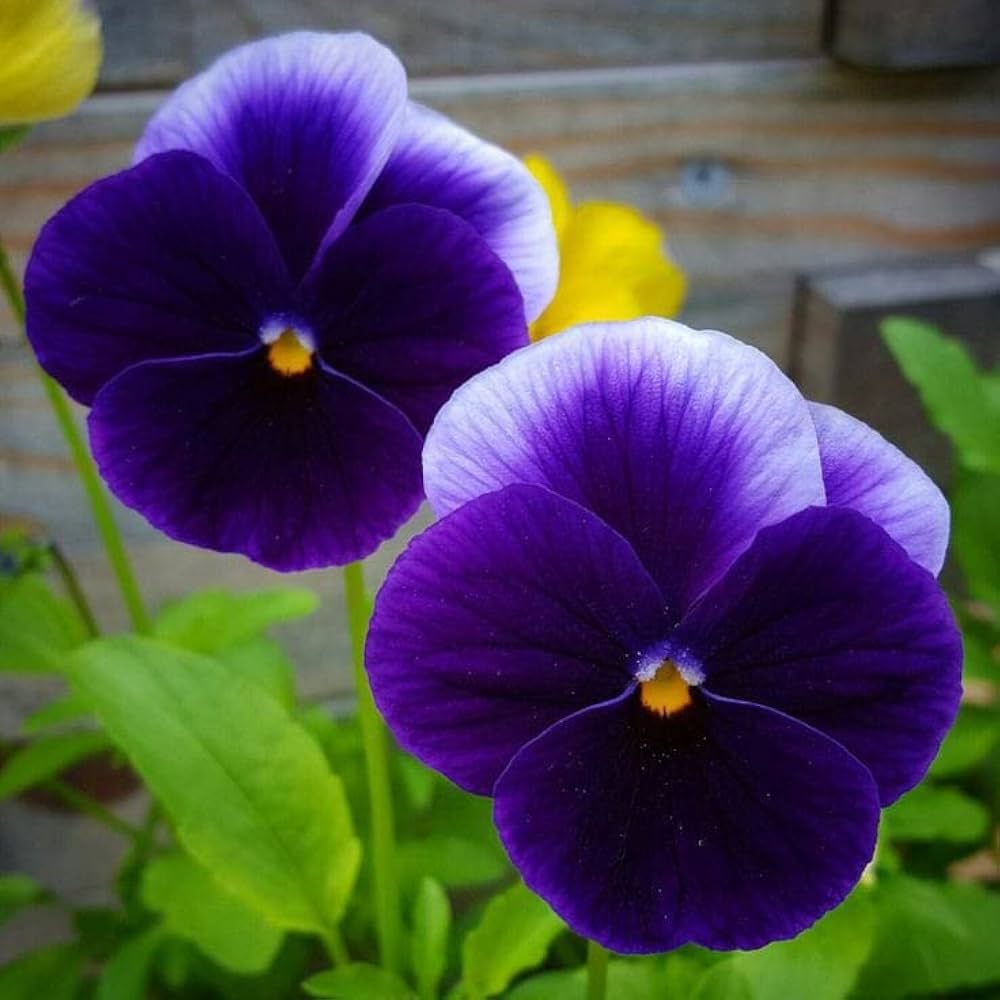 Mix Pansy Flower seeds for Planting - Premium Quality, Heirloom & GMO Free Seeds for Home Garden