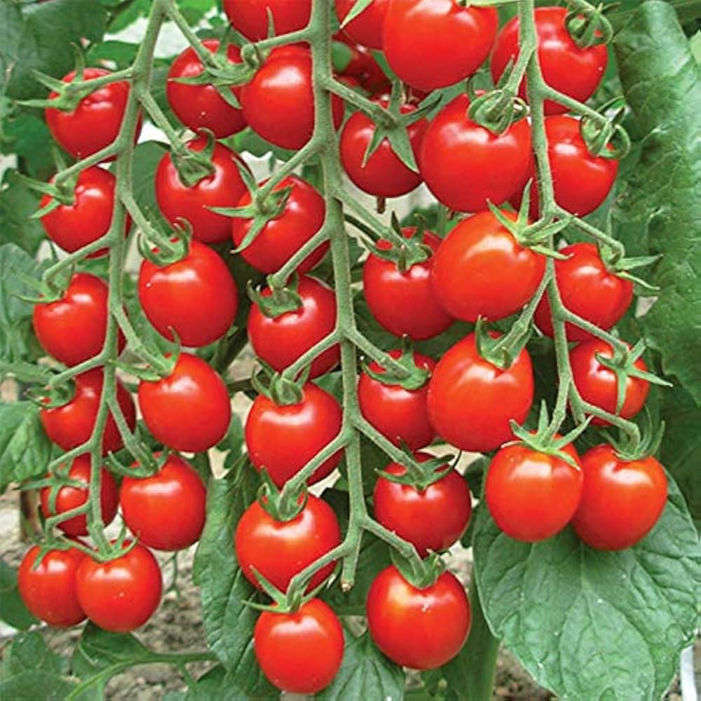 Evergrowseeds organic Campari tomato flower seeds pack with 20 seeds for planting, featuring vibrant red succulent tomato plants.