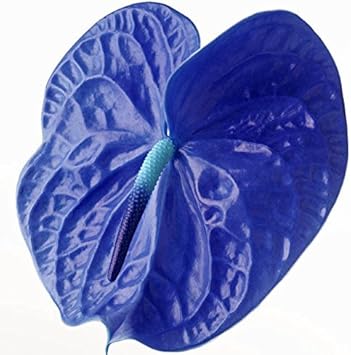 Blue Anthurium Flower seeds for Planting - Premium Quality, Heirloom & GMO Free Seeds for Home Garden
Sale seeds for home garden