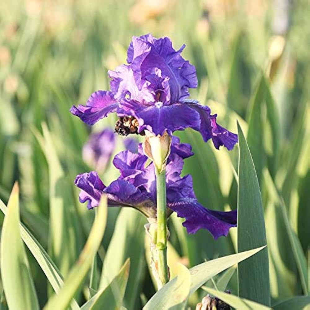 Iris Iris germanica Seeds for Planting in Perennial Garden and Flower Border