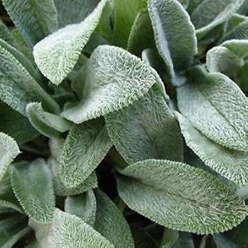 Gray Lambs Ear Flower seeds blooming in flower beds, containers, borders, and pollinator-friendly gardens