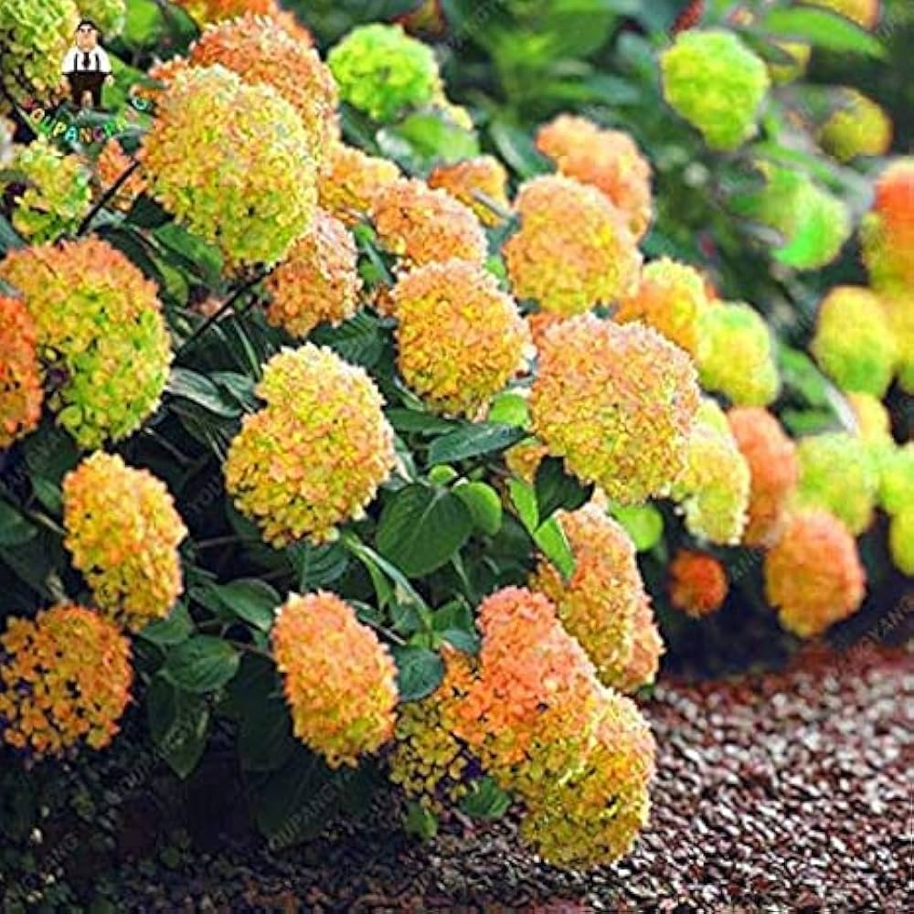 Hydrangea Flower seeds blooming in flower beds, containers, borders, and pollinator-friendly gardens