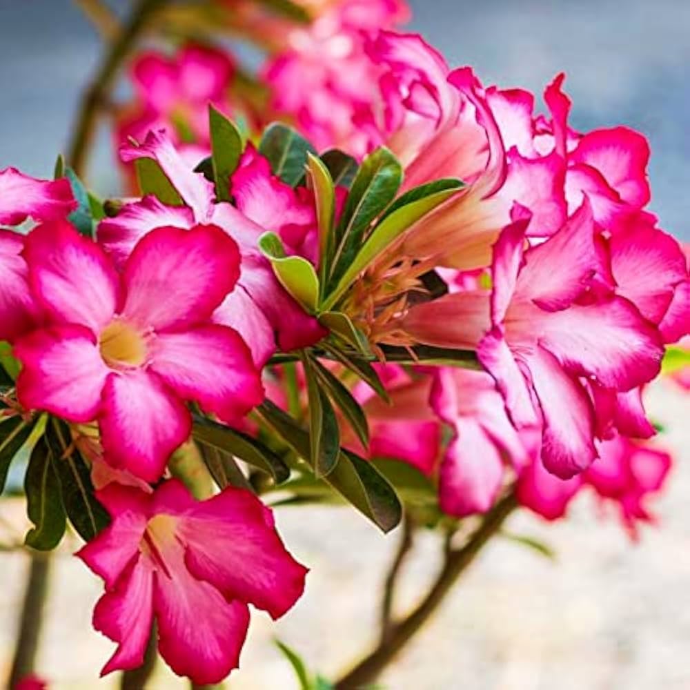 Pink White Adenium Obesum Seeds Flower seeds for Planting Garden Favorite Heirloom & GMO Free Seeds for Home Garden