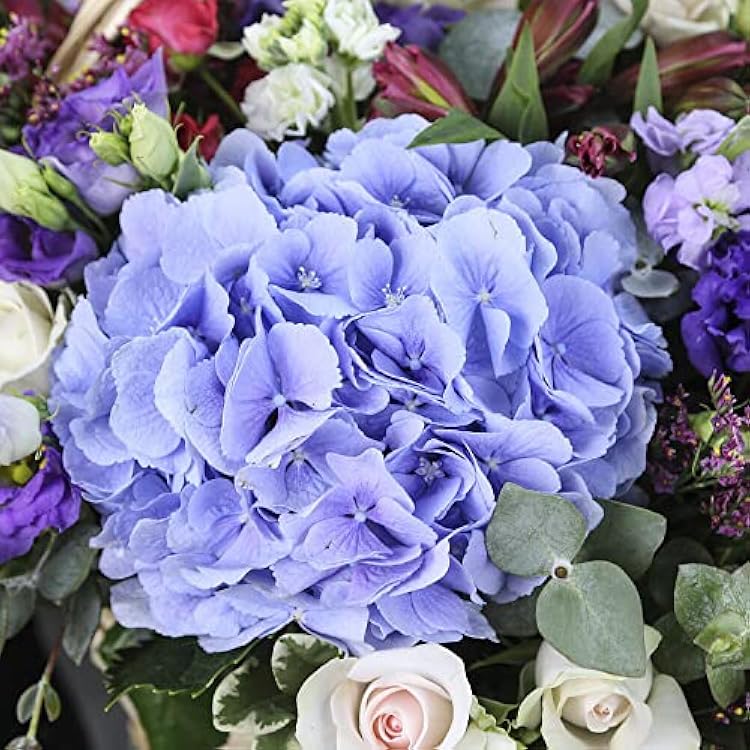 Blue Mix Geranium Pelargonium Flower Seeds for Planting Sun Loving Heirloom & GMO Free Seeds for Home Garden
Sale