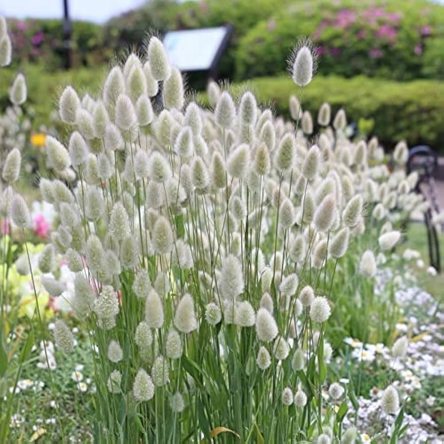 Mixed Rabbit Tail Grass Lagurus ovatus Seeds for Planting in Garden