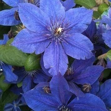 Cream Petunia Flower Seeds for Planting Heirloom NONGMO Seeds Easy to Grow Garden Blooms Hardy Variety
Sale for planting in home garden