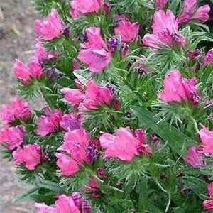 Pink Rose Bedder Flower seeds blooming in flower beds, containers, borders, and pollinator-friendly gardens