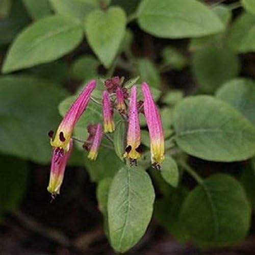 Cuphea Ignea Rose Flower Seeds for Planting in Flower Bed