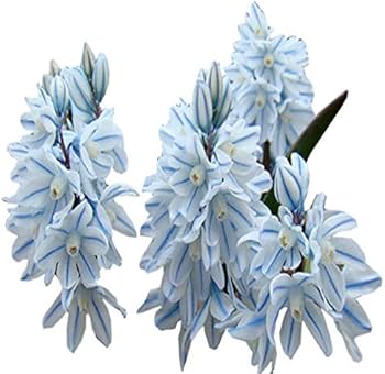 Nivalis SnowDrop Flower seeds for Planting - Easy to Grow, Heirloom & GMO Free Seeds for Home Garden
Sale seeds for home garden