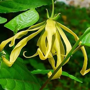 Ylang-Ylang Flower seeds for Planting - Pollinator Friendly, Heirloom & GMO Free Seeds for Home Garden
Sale for planting in home garden