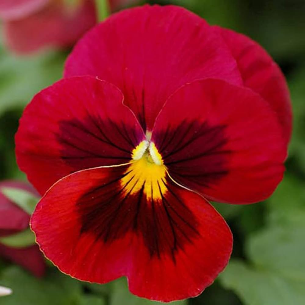 Miniola Aqua-Herz Bi-Color Viola Perennial Flower Seeds for Colorful Garden Blooms