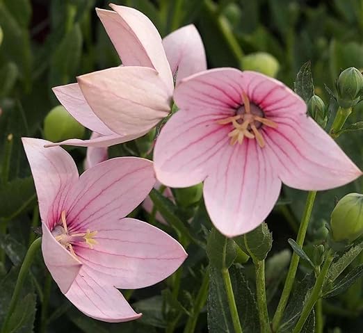 Platycodon Astra Seeds for Unique Balloon-Shaped Flowers