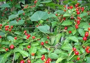 Heirloom Chile Chiltepin Pepper Seeds for Unique Hot Peppers - Evergrowseeds